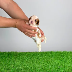 Кавалер кинг-чарльз-спаниель - Katie