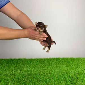 Yorkshire Terrier - Menos