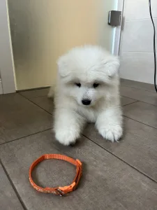 Samojed - Aurora-zoe Snowcrystals Of Victoria