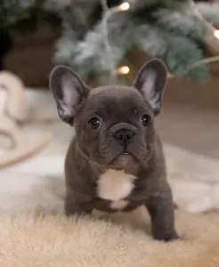 French Bulldog for sale Domb v r Thuglife Kennel Thug Life