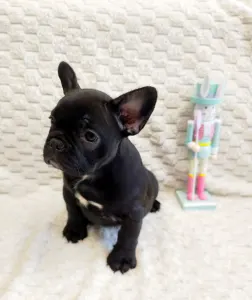 Bouledogue français - Daisy