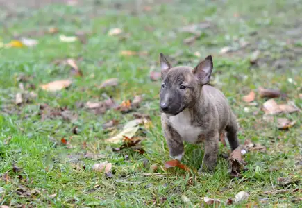 Bull terrier miniature - Joy