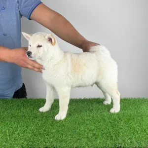 Shiba - Jagawa