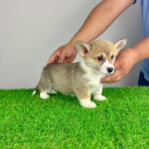 Welsh Corgi Pembroke - Rydia