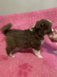 Miniature American Shepherd - Red Tri Szuka/pink Nyakorv