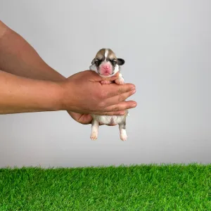 Welsh Corgi Pembroke - Zillo