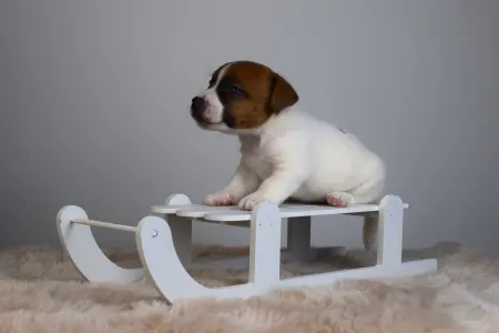 Jack Russell Terrier - Gold Leash Utamaro