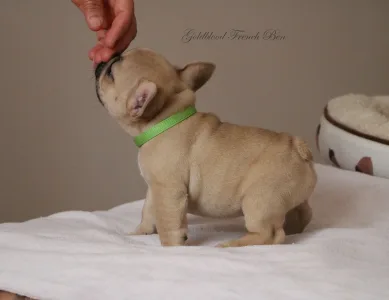 Francia bulldog - Ben