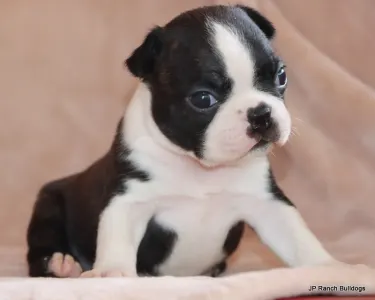 Boston Terrier - Suzie On Hold