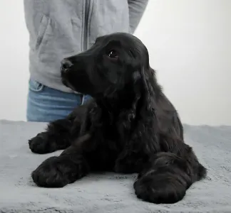 Angol Cocker spániel - Spirit Of Midnight