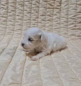 Coton de Tulear - Teo