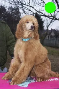 Poodle Standard - Jameson Pride