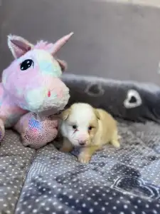 Border Collie - Red Girl