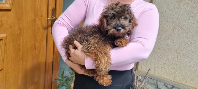 Trpasličí pudl - Dió