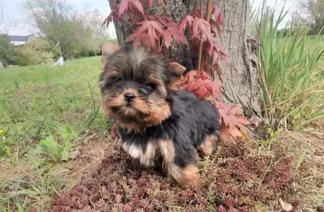 Yorkshire Terrier - Shelly