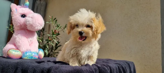 Maltipoo - Hope