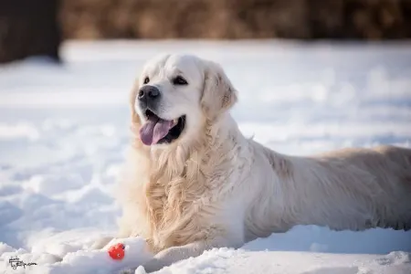 Golden Retriever - Gogas Pride