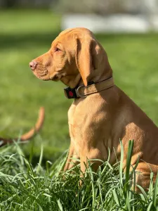 Kurzhaariger Ungarischer Vorstehhund - Baron