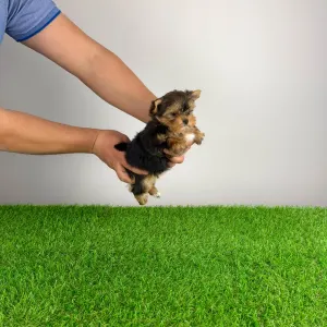 Yorkshire Terrier - Nandi