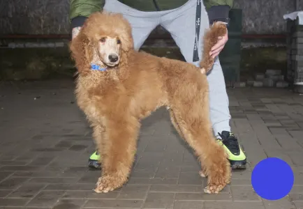 Poodle Standard - Julius Ceasar