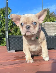 French Bulldog - Georgina