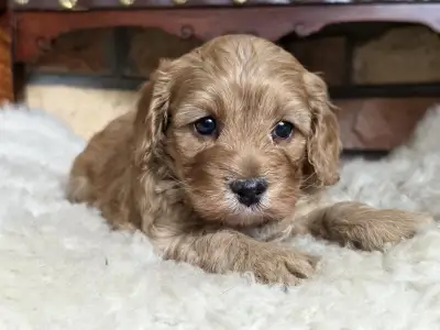 Cavapoo - Silk