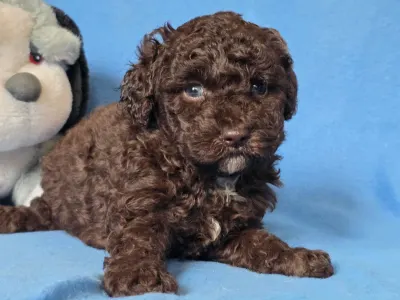 Cavapoo - Truffle