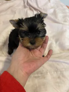 Yorkshire Terrier - Kira