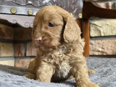 Cavapoo - Milky