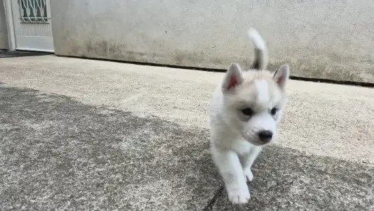 Siberian Husky - Apple Crumble š