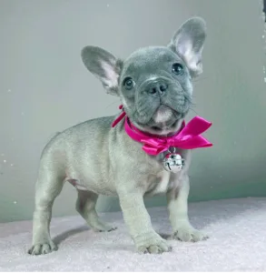 Francia bulldog - Jessica