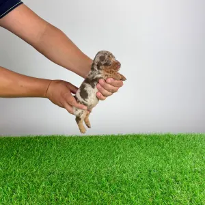 Teckel - Doggy