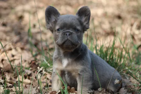 French Bulldog - Unka
