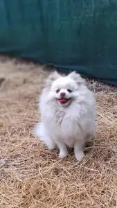 German Pomeranian Spitz - Mateo