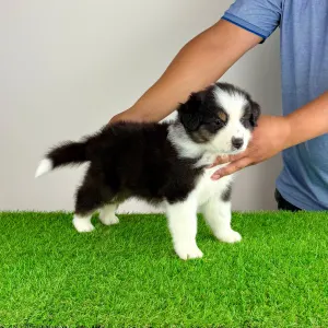 Australian Shepherd - Hamlet