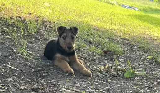 Airedale terrier - Chilli