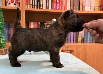 Cairn Terrier - Majestic Sandial Toblerone