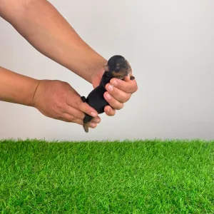 Yorkshire Terrier - Wanda