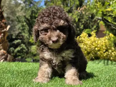 Cavapoo - Fedra
