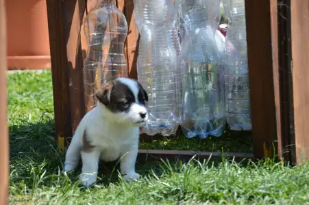 Jack Russell Terrier - Aicha