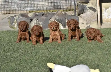 Pudeli de jucarie si pitici - Bravados D