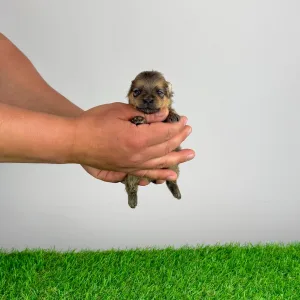 German Pomeranian Spitz - Cheddar