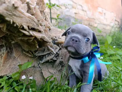 Francia bulldog - Neo