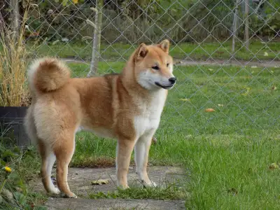 Shiba - Bosco