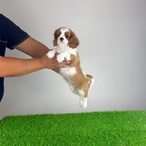 Cavalier King Charles spániel - Alex