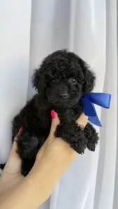 Той-пудель - Rafael Royal Legend Of The Kanis