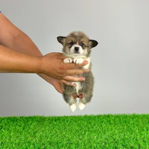 Welsh Corgi Pembroke - Sissy