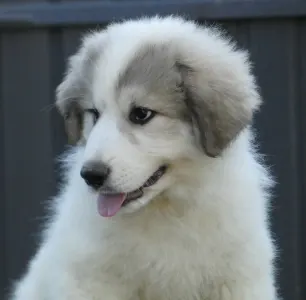 Pyrenean Mountain Dog - Candybelldream Emily
