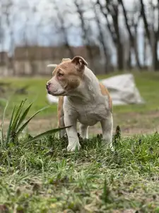American Bully - Pocket - Bambi