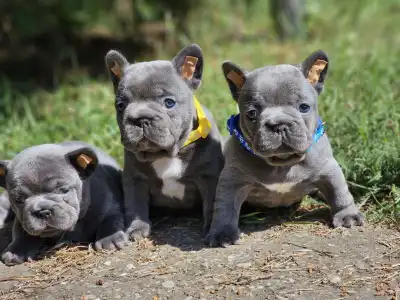 Bouledogue français - Pubi